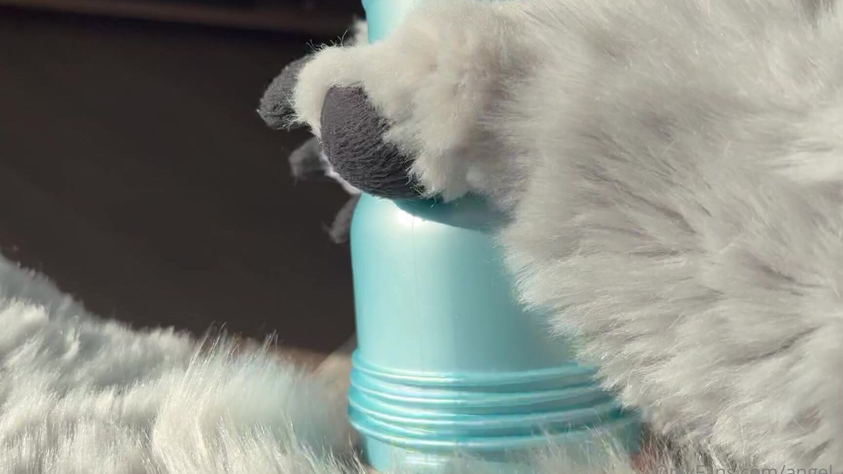 Angel Pups 493335254 Wanna Have A Seat In The Big Wolfs Lap 01 136A506F 5Bfa 462A Bdd3 69Eede263E24