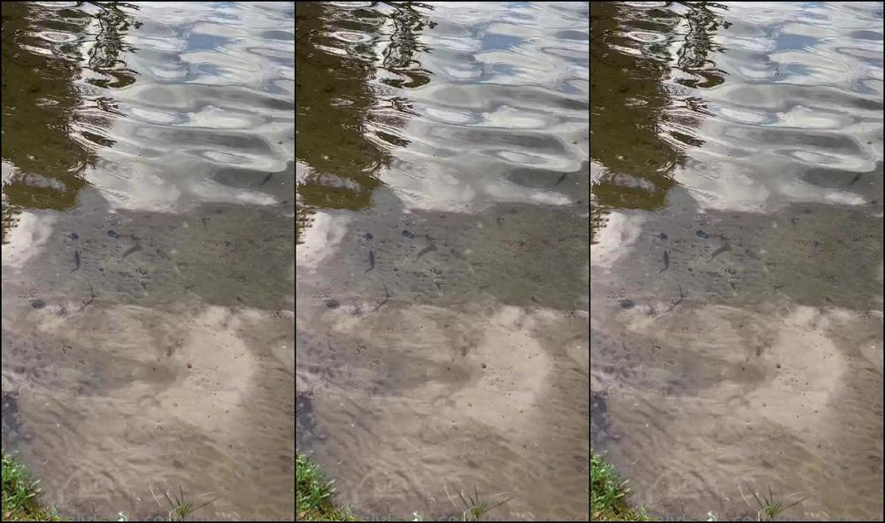 Meltymochi 2488319560 06 14 2022 Here S A Part Two Of When I Was In Oregon Getting Salamander Friends At 6Am Lol