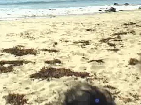 "Sid Deuce, Anita Dark, Leanna Heart, Julie Payne, Adriana, Candy Hill, Phyllisha Anne, Alice, Dakota, Holly Body, Katie Gold, Jessie James, Alex Sanders, Pete Welch, Alec Metro, Steve Hatcher, J.D. Ram, Jake Williams." All Sex Bodyslammin' - Shake a