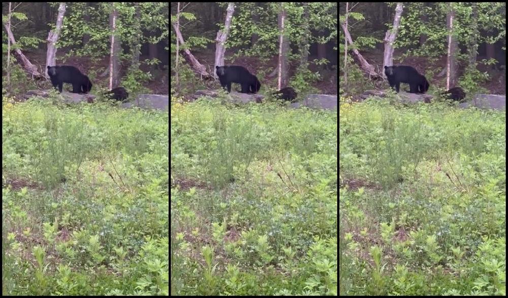 Longtoesally Nicknamed Longtoesally Stormy 06 03 2025 Onlyfans Video More These Beautiful Bears Today