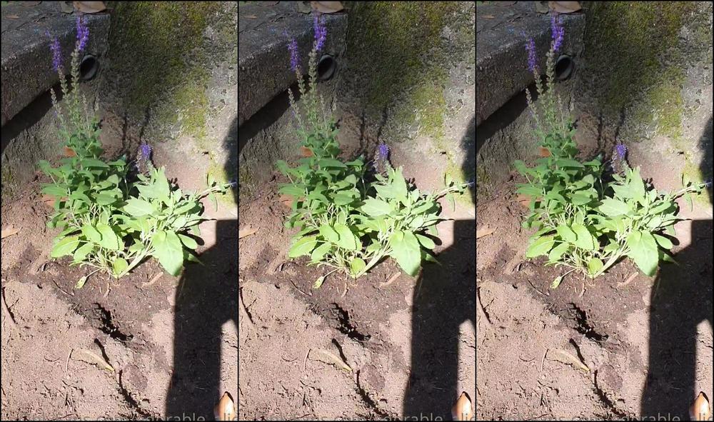 Adorable Alice Sooo Would You Fuck The Gardener