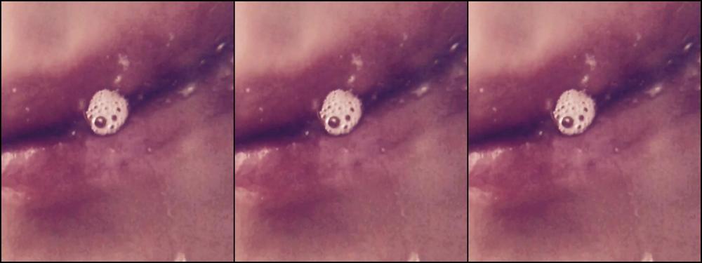 Freshie Juice Spit Drool The Ultimate Compilation