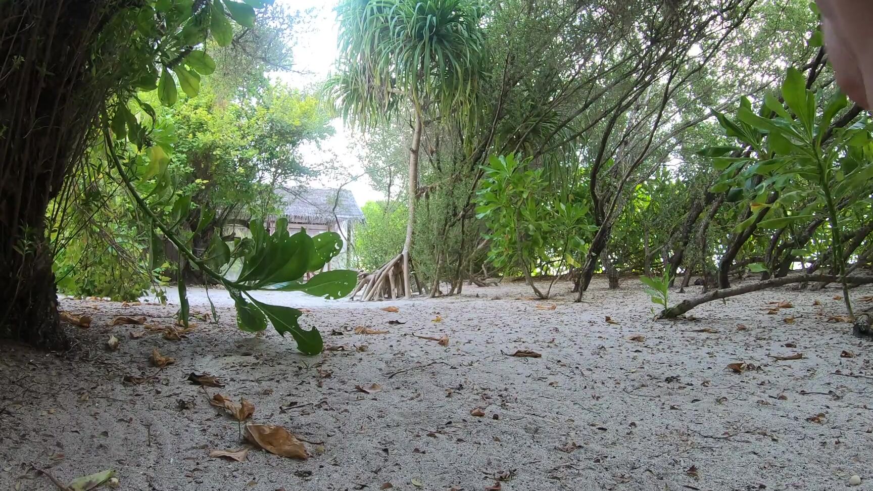 Naked Girl In The Jungle