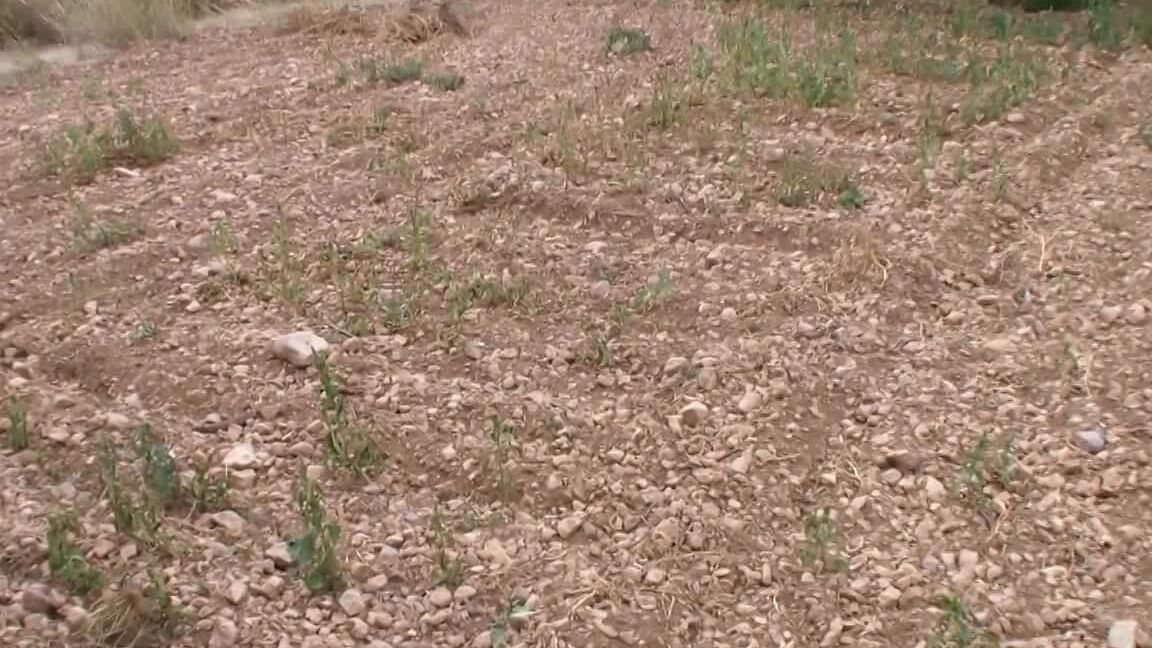 Blowjob Young French Girlfriend Blowjob And Cum In Her Mouth SiteRip