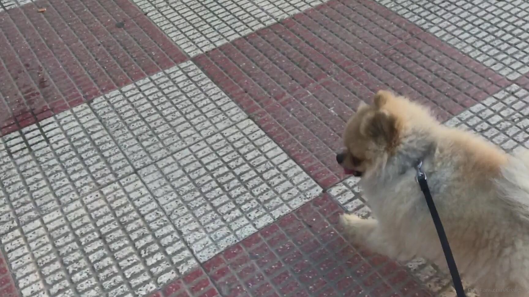 Siswet Walking Chase