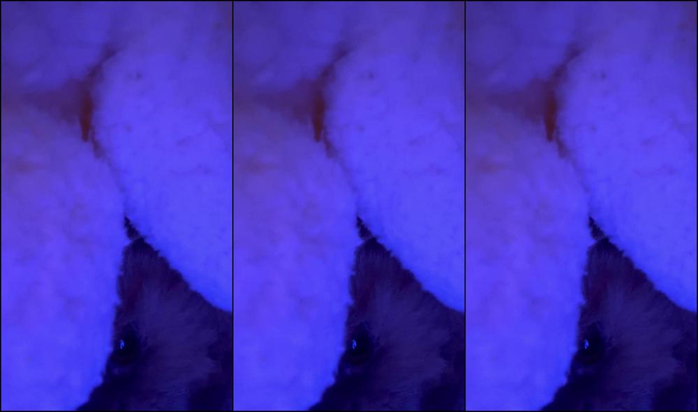 Hunnythorne 3090325950 11 17 2023 Just A Little Peek A Boo While I M Organizing Some Things My Assistant Is Napping On The