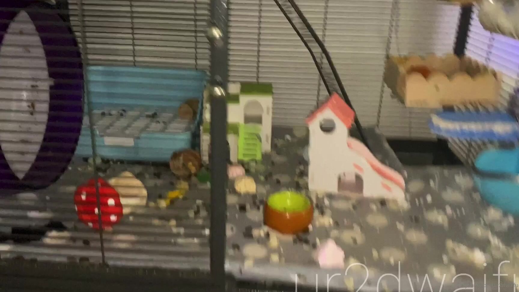 Ur Dwaifu A Video Of My Rats As A Requested Custom C Sorry The Ca