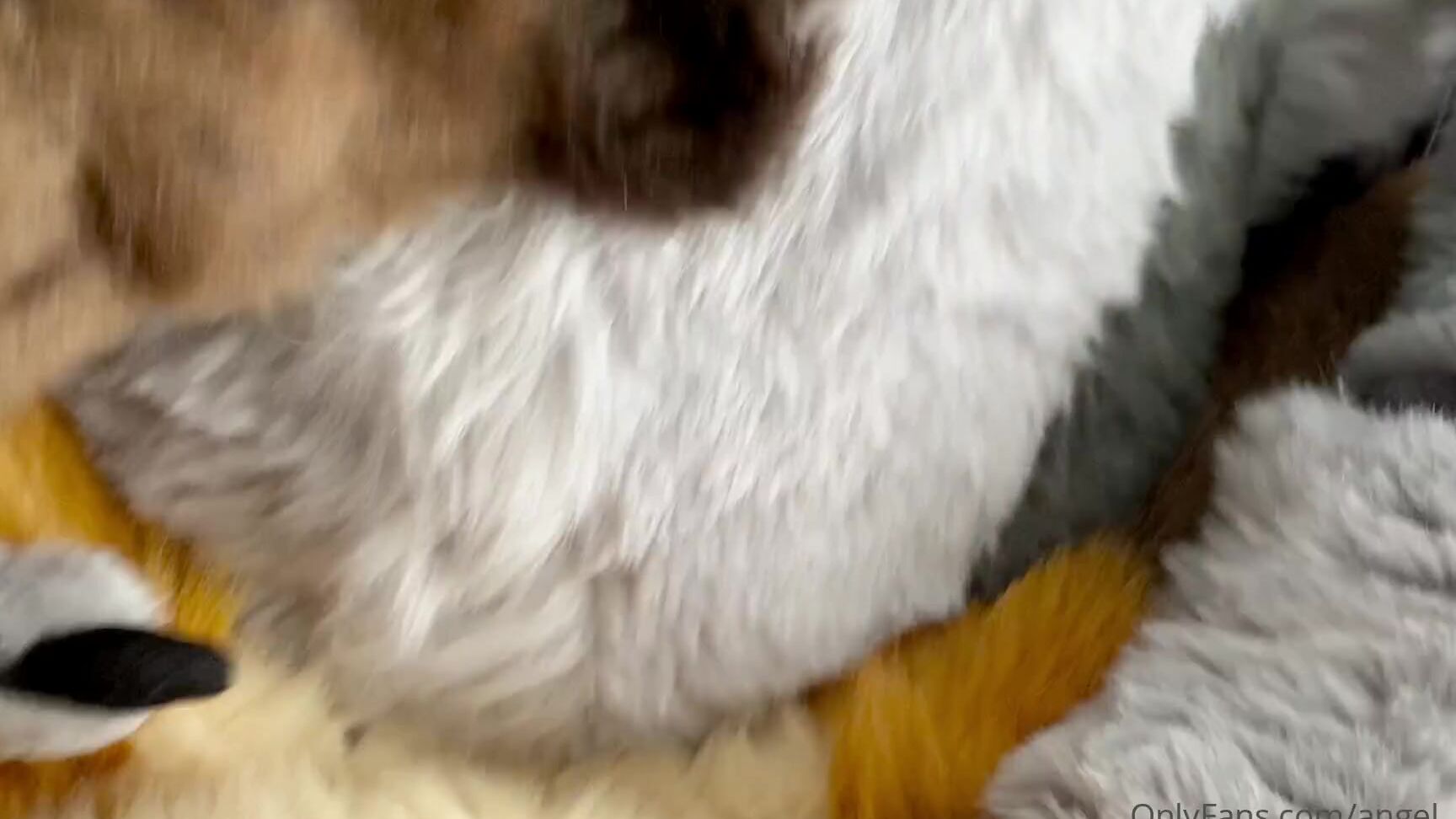 Angel Pups 211602065 01 Aa3F4Ba4 6452 4A39 9766 8503D4D4A0D9