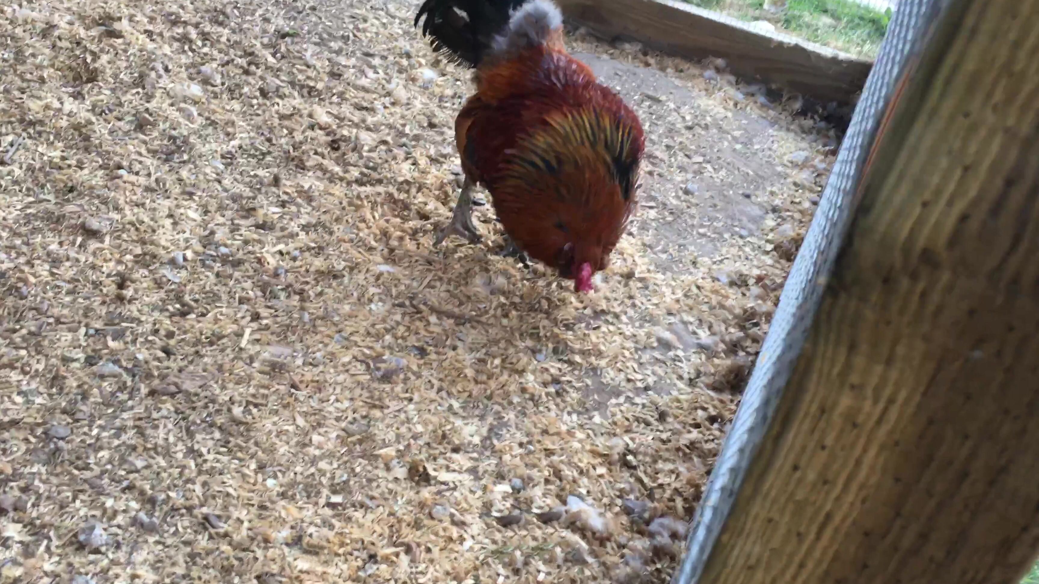 Anikkaalbrite Being Summoned By A Big Cock