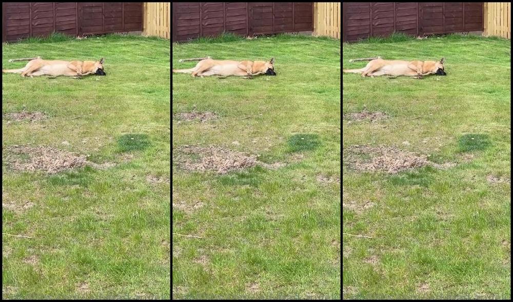 Ladydarkangeluk Onlyfans Good Morning Puppy Chilling In The Garden Well She Is 13 Months Old Now But Still My Puppy Dog