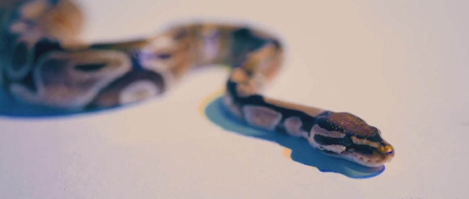 Natallie N Nicknamed Natallien Onlyfans Did You Know I Was In Music Video