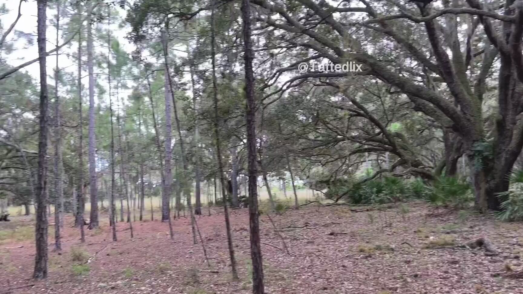 Tattedlix Videos 213