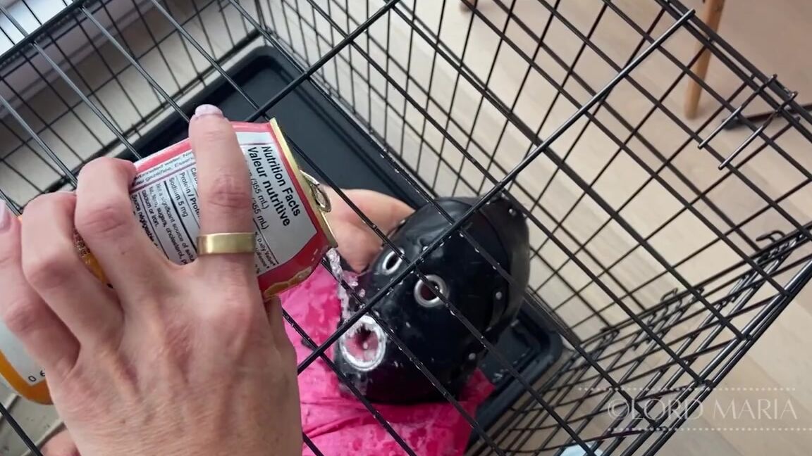 Lord Goddess Maria Onlyfans The Cage Training Started Off With Some Gentle Instruction And Light Humiliation But I Was Quickl 1 Ylop