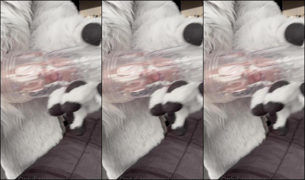 Angel Pups 202102833 Angel Is Away Storm Will Play Fun Clip From Our Latest 01 83Fd7456 9A67 4F5B Bf8C 49A103331E08