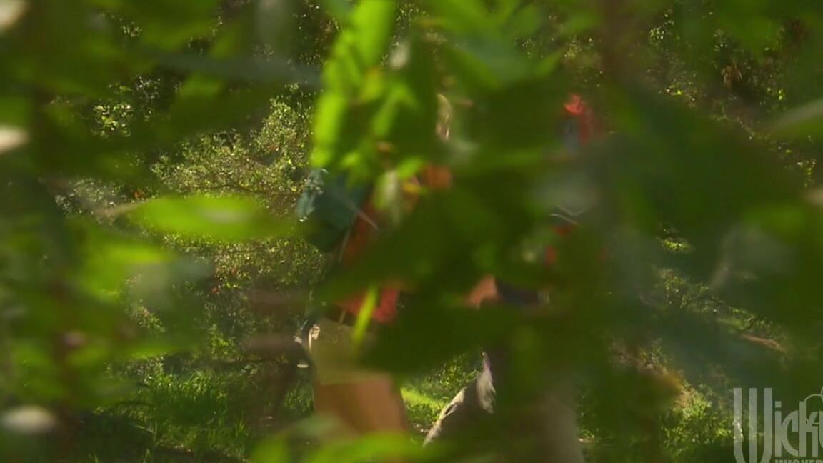 "Kirsten Price, Ann Marie Rios, Nicole Sheridan, Samantha Sin, Sean Michaels, Dane Cross" Feature Wedding Bell Blues Wicked Pictures