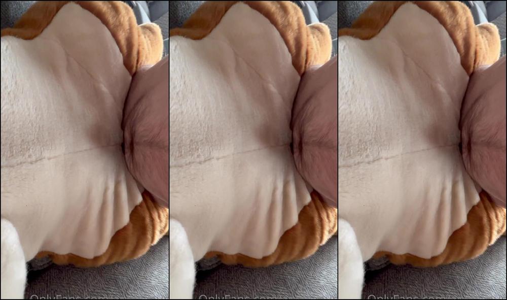 Angel Pups 625139911 Mav And Jessie Seem To Be Getting Along 04 0C0E1970 Fb67 4A51 83Ce 6F5Fc932Af4F