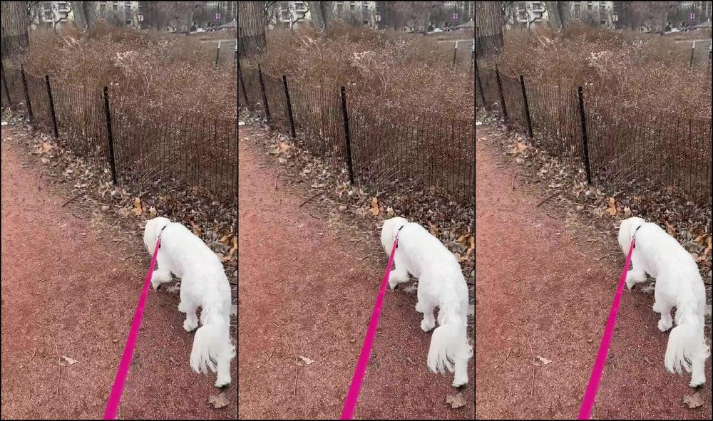 Peachdumpling1 0Hwugp9Om8Ls1Iw65Aaz7 Source