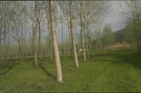 "Stefania Romie, Pada Nek, Laura Kole, Franco Trentalance, Gabriel Montoya." oral, double penetration, rape, Anal, facial Stupri italiani 9 - Susy piange Showtime