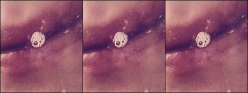 Freshiejuice A Spit And Drool Compilation Video