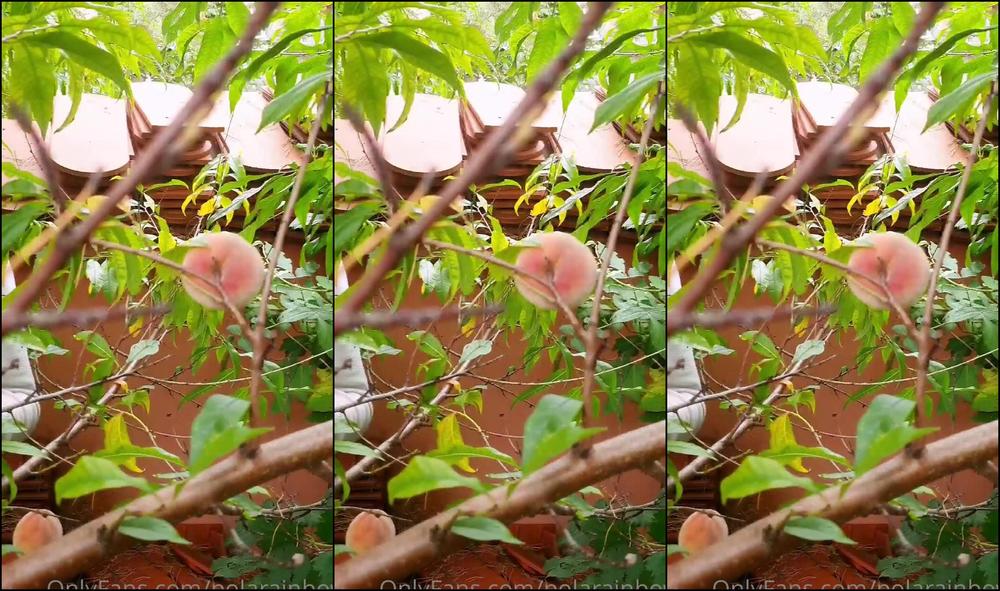 Polarainbow 2229472943 09 24 2021 The Peach Season Has Started See What Wonderful Specimens I Have Bred