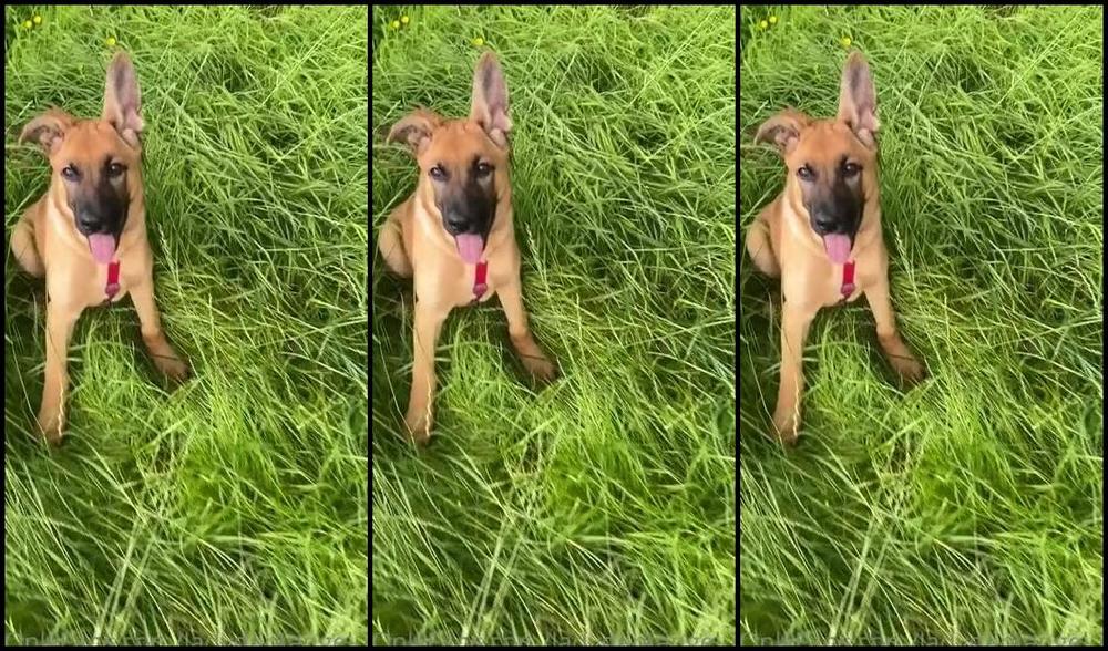 Ladydarkangeluk Onlyfans Looking After This One Today All This Is Literally On My Doorstep So Lucky