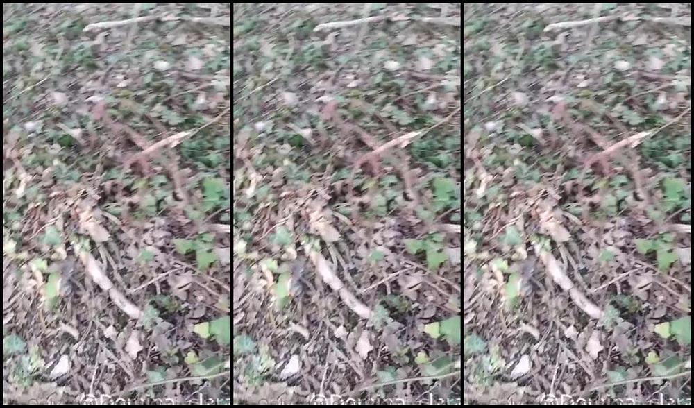 Domina Clara Nicknamed Domina Clara Onlyfans Voil Ce Bouffon Bien Fait Le Chien Cette Aprs Midi Avec Sa Queue Enferme Qui Lui