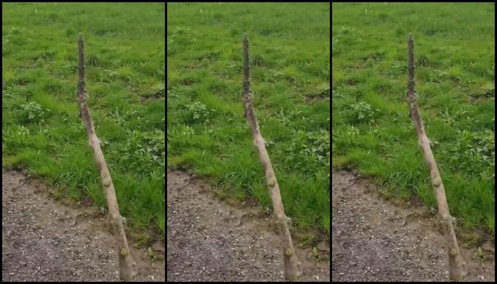 Mistress Sinpiedad Nicknamed Sinpiedad Onlyfans This Is Also How I Enjoy My Trip In Switzerland With My Slave