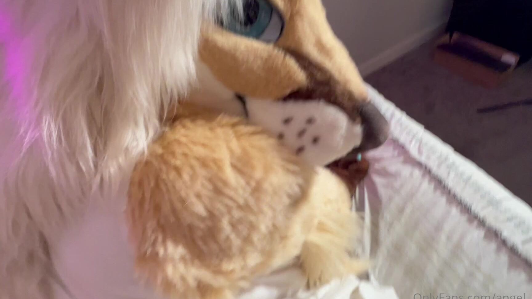 Angel Pups 1395273322 We Have Been Getting A Few Questions Requests Asking For Old 13 0Hnqe20Ryusqugkq3Wcfv Source