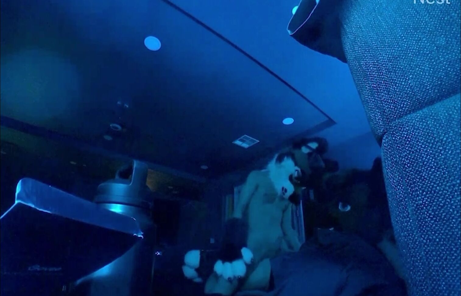 Palacewolf 808175555 Teaser A Little Different Kind Of Video This Time Around 01 D89Ae8Fa 3122 4E71 B041 E55F0E91B53F