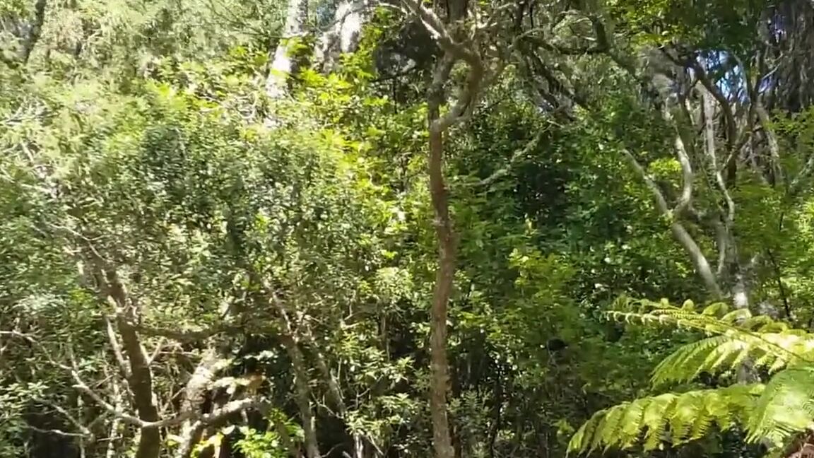 "forestnymphmfc" Teenager, Teasing, Outside, Public, Teen, Big Tits, Babe, Redhead, Pale Skin, Solo Female, Pov, Public Nude, Beach, Forget, Fetish, Kink, Suggest forestnymphmfc Forest Nyphm Adventure island pornhub