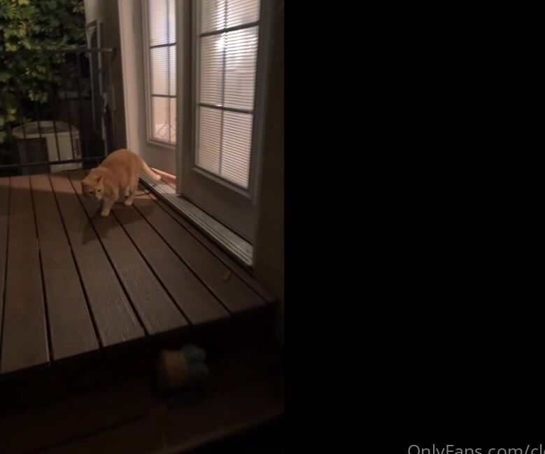 Clca69 3437032715 08 13 2024 Tofu And Swissy Enjoying The Outdoor Backyard Before We Move I Was Staying At An