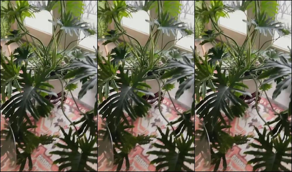 Zarasutra 2908172492 06 25 2023 Houseplants Tour