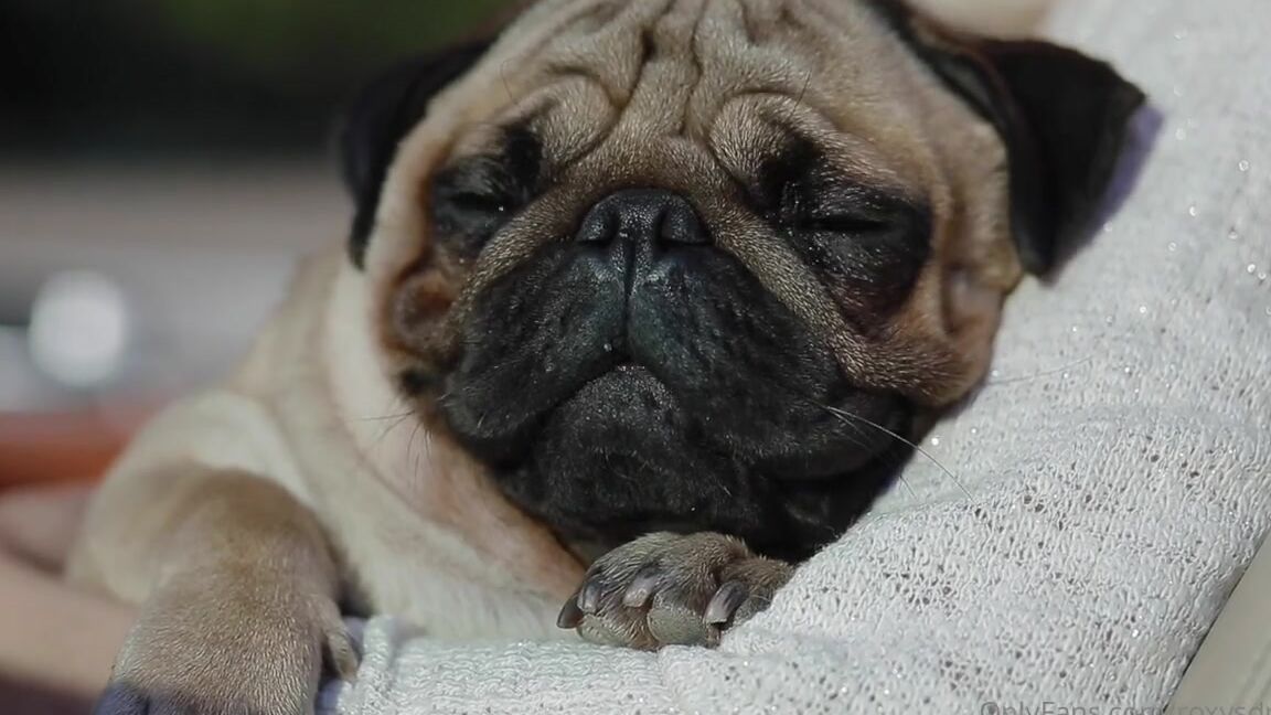 Roxysdream Onlyfans No Fap Semen Retention Tutorial Learn To Retain Your Ejaculation And Still Have An Orgasm Thep