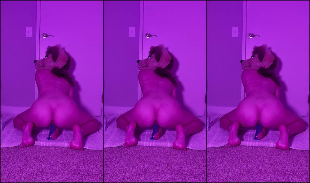 Angel Pups 415139812 Trying Out Some More New Toys Let Me Know If There S Any Ou 01 B567Ff4F 59B6 4589 B677 7678B278F9Ed