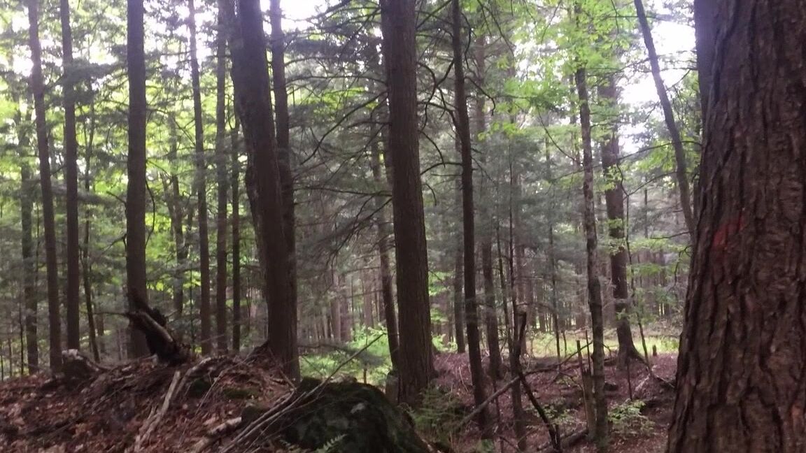 Delishxaisling Let S Fool Around In The Woods Part