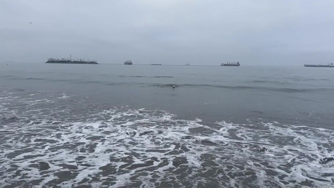 Clca69 3418373323 08 18 2024 Went To Rosie S Dog Beach In Long Beach It Was A Fun Beach The Dogs Seem