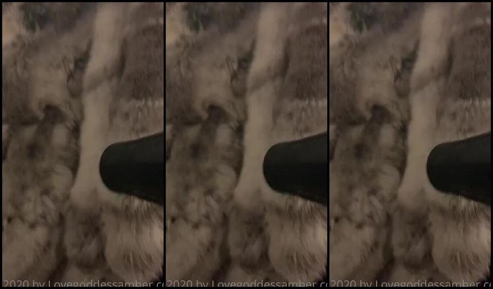 Goddess Amber Aka Goddessamber 12 08 2020 Onlyfans Video Blowdrying My 450 Fur Rug Vop