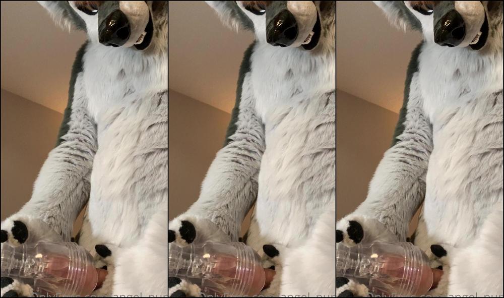 Angel Pups 296862896 Few Angles Of Storm Using His Fleshlight 02 5426C950 De4E 456C 925D 96Aad14Af601