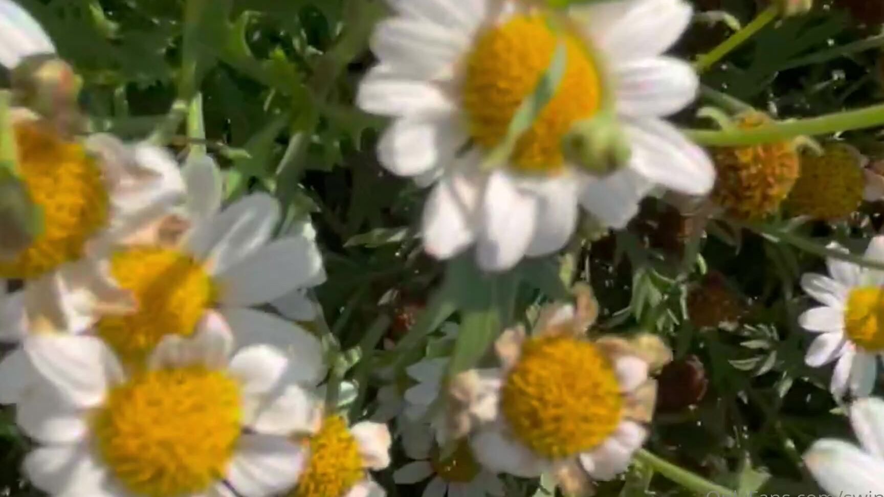 swingdog-27-02-2022-2377294442-cnx4-soon-swingdog Onlyfans