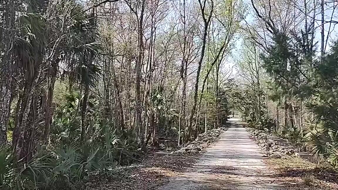 Mickee Springs Nicknamed Mickeesprings Onlyfans Florida Pt 3 Silver Springs Forest I Love Feeling The Trees In Fl Theyre So Different 15