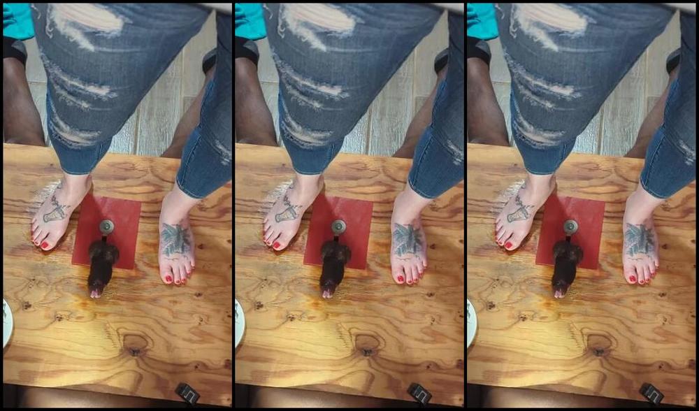 Pipersweetfeet Onlyfans Cockbox Pressure Edging