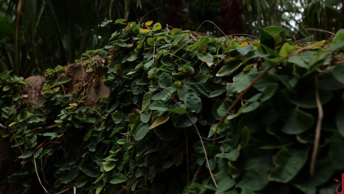 Nipple Clamps, Clothespins, Bondage, BDSM, Nipple Torment, Squirting, Vibrator, Ball Gag, Blowjob, Flogging Dee Williams, Syren De Mer - The Last Resort Dee Williams And Syren De Mer Kink.com