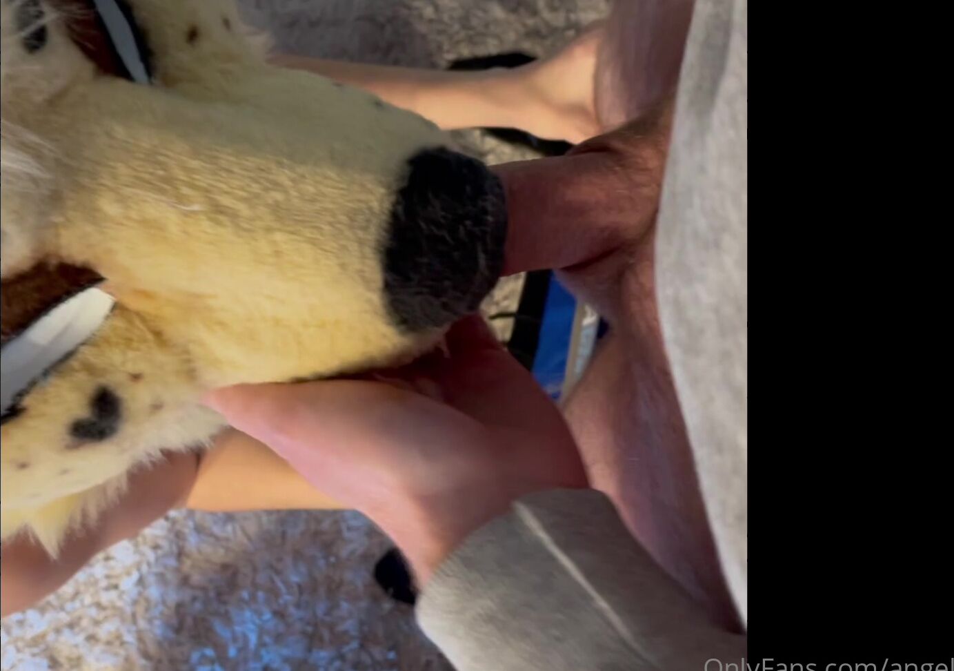 Angel Pups 289917524 Longer Video Of Angel Living Her Best Life That View St 01 E0B24F52 982B 4173 A4Bc 6D9Dfdecc770