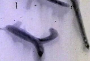 "Mix"  Big Tit Super Stars Of The 80's Titanic Naturals - Mary Waters_1 SiteRip