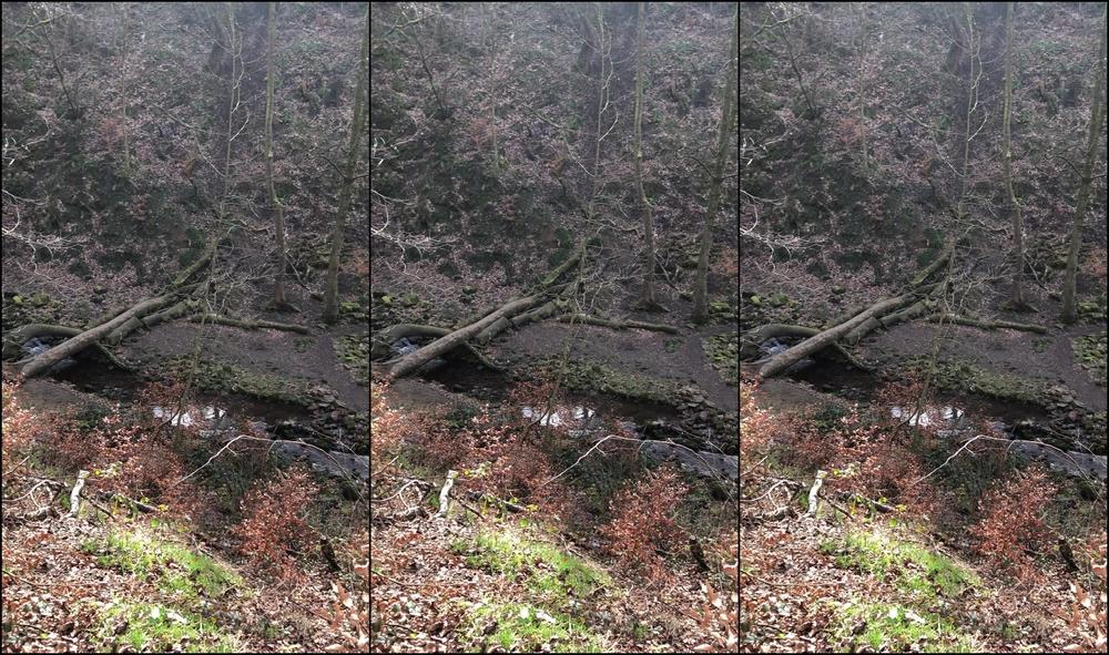 Miss Ruby Marks Out In The Woods At Hebden Bridge