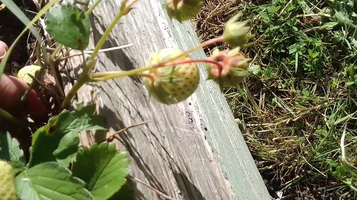 Alex Keeper Nicknamed Alexkeepercrazysexylife 06 17 2024 Onlyfans Video Morning My Darlings