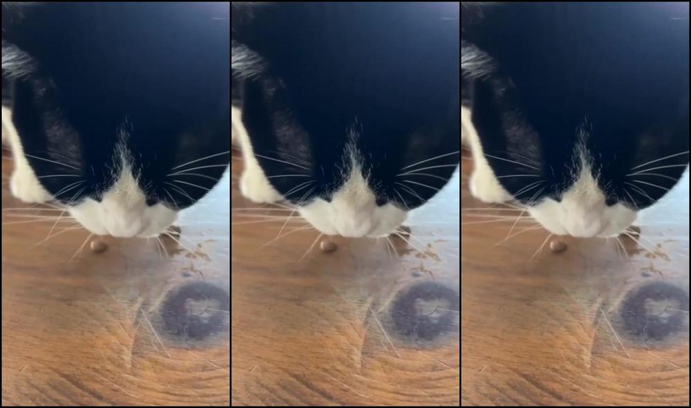 Emmastarseed Farm Life Halloween I Went Around And Gave Treats To All The Animals They Re So Ad