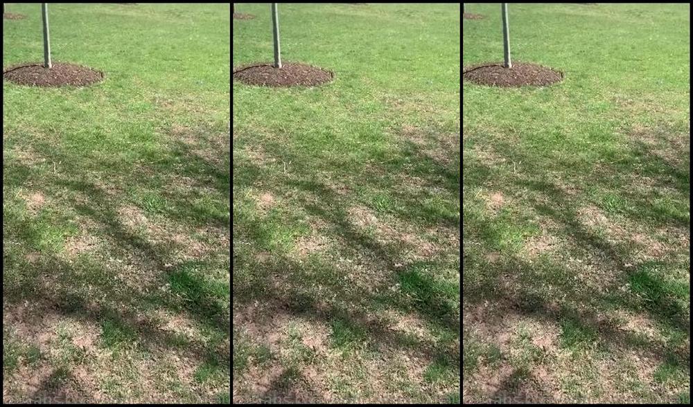 Goddessmonica00W Onlyfans Public Humiliating Tasks Happy Birthday Sissy George This Is Your Gift 1P