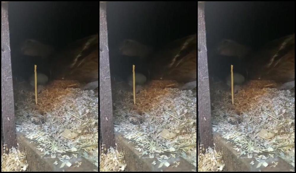 Vivienne L Amour Aka Vlproductionsuk Onlyfans A Rather Lovely Vanilla Life Update 4