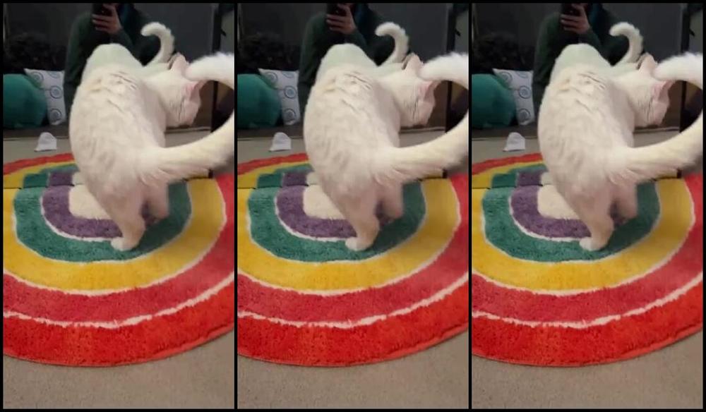 Missarcanaplus Nicknamed Missarcanaplus Onlyfans Brand New Fresh Clean Pair Of Toe Socks I Just Nadet I Wonder How Theyll Look Tonight 6J